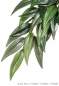 Preview: Exo Terra Rainforest Hanging Plants Rucus